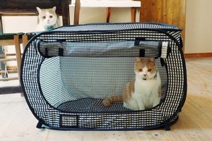 【猫と防災】いざという時の「猫と防災か・き・く・け・こ」を知っておこう！