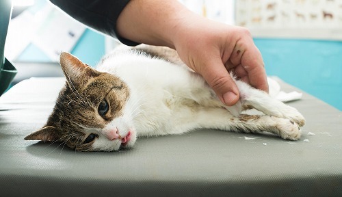判断ミスが命取りに！猫の熱中症で病院に行くべき危険なサイン