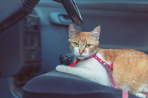 【猫と旅行】猫と車中泊するとき。猫と車で移動する時に気をつけること