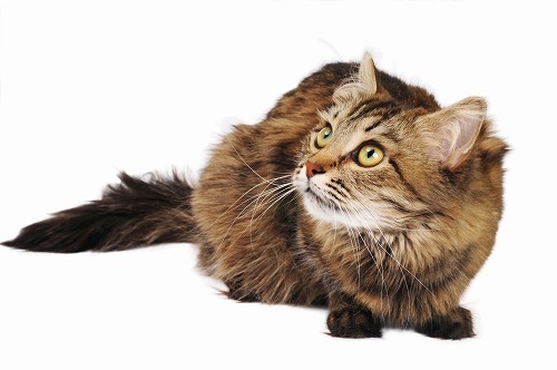 猫が不安を感じるとき。猫のパニック行動の５つのパターンと対処法