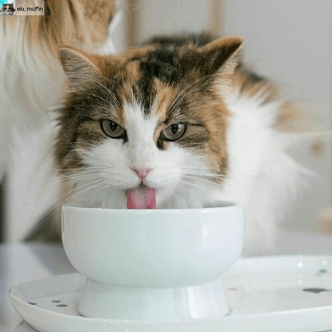 やめてー！猫が飲み水をこぼす3つの理由と対策  猫壱（necoichi）