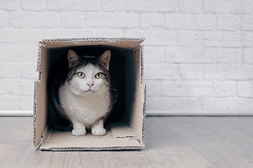 箱に入るのが大好きな猫は82.5%。猫がダンボールが好きな４つの理由