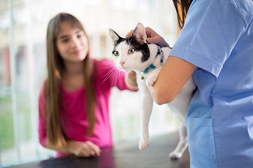 猫がハアハアと息をしていたら。熱中症？それとも…。猫の呼吸器の病気とは