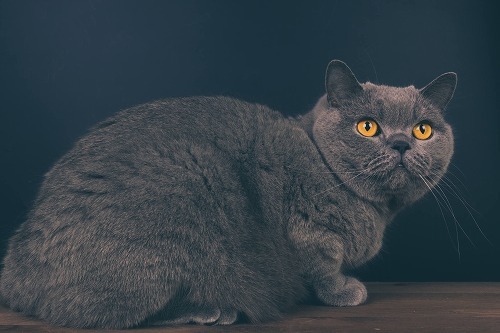 「瞳孔の広がった猫には気をつけよ」動物学者が教える猫の不思議な行動学