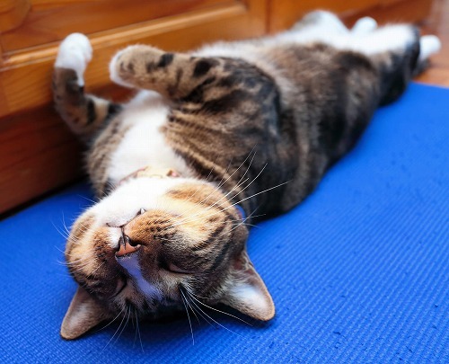 あなたの猫は甘えん坊orツンデレ？猫の睡眠ポーズでわかる猫の気持ち。