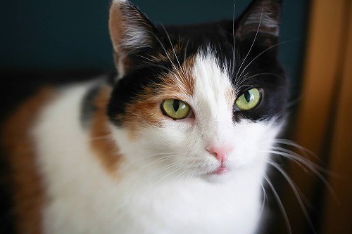 大阪の猫の50%はかぎしっぽで、佐賀には三毛猫が多い？日本列島ご当地猫