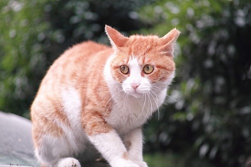 野良猫と仲良くなりたい(=^x^=)猫のボディランゲージを読む方法