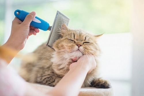 猫の抜け毛対策！このひと工夫が猫の抜け毛の悩みを簡単に解消します