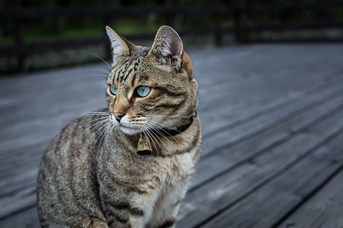 野良猫を拾って飼おうと思ったとき、知っておいてほしい3つのポイント