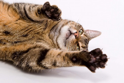 猫の噛み癖、引っ掻きグセを治したい！攻撃してしまう猫の７つの言い訳とは