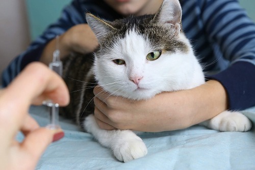 案外知らない猫の『輸血』。あなたの愛猫を助けてくれる小さな命とは？
