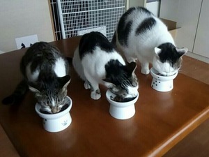 どうして猫はダラダラ食べるの？あなたはフードを片付けるor置きっ放し？