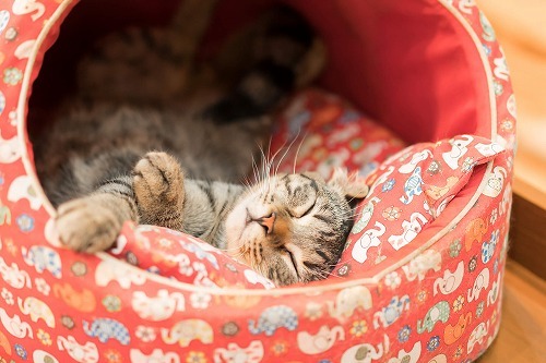 どんなお部屋が猫向きの部屋？猫が快適に過ごせる部屋の条件