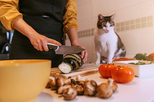 そこは危ない！って言ってるそばから猫が入りたがる家の中の危険ゾーン