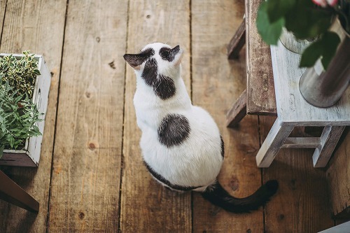 幸せを呼ぶ猫は「黒猫」？猫にまつわる本当に当たるかも知れない話