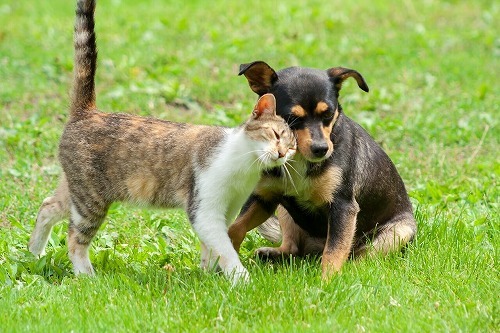 犬と猫と一緒に暮らしている人へ。犬と猫の行動の意味はこんなに違った！