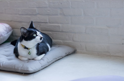 中南米の猫は「香箱座り」をしない？知られざる猫の歴史と謎を調べてみた