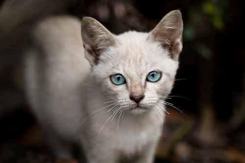 野良猫を突然拾ってしまった！そのときあなたがまずするべき事とは