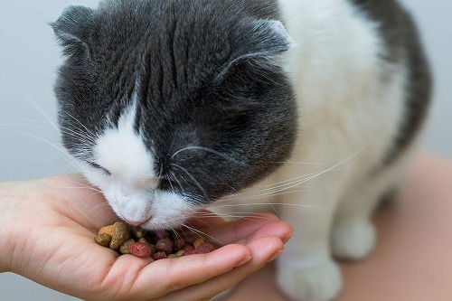 猫の余命宣告。後悔しないためにできる4つのこと