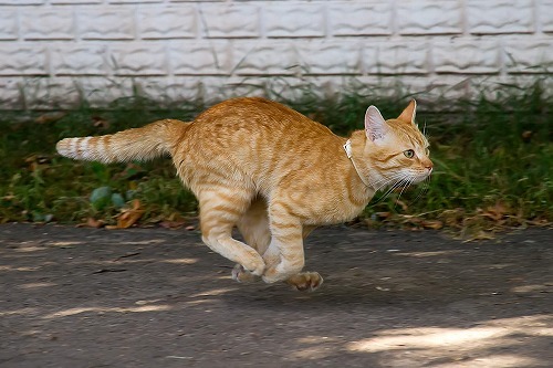 目指せ！全問正解！意外と知らない猫の雑学クイズ