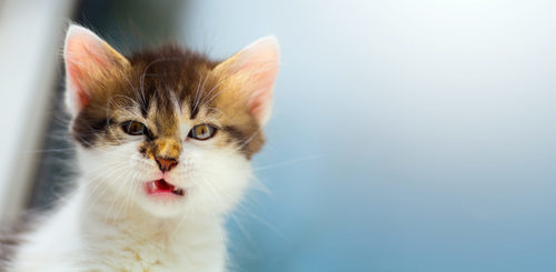 猫の『ハゲ』はストレスサイン？！過剰グルーミングの原因と対策