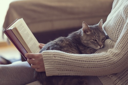 いなくなっちゃうの 猫が 死 を悟ったらする4つの行動 2019年7月22日 Biglobeニュース