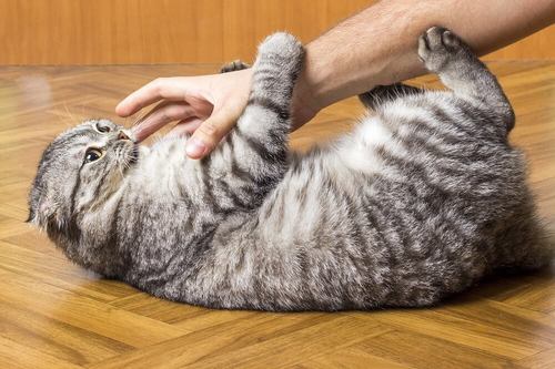 結構痛い！強力！猫キックを猫が繰り出してくる3つの理由