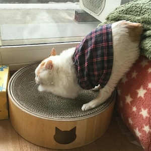 猫の爪がだしっぱなし！考えられる4つの原因