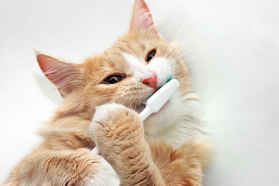 猫の歯に穴が！！猫は『虫歯』になるの？？