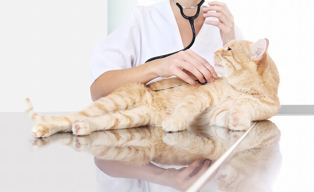 お家でできる 猫の簡単 健康チェック Starthome