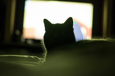 猫がテレビから離れにゃい！猫は本当にテレビを見ているの？