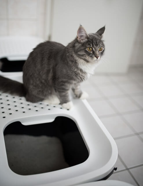 もしかして疑われてる 猫がトイレ掃除を監視する3つの理由 猫壱 Necoichi