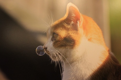 猫風邪早く治してね 漫画だけじゃなかった 鼻ちょうちん 猫3選 猫壱 Necoichi