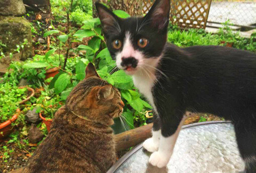 看板猫ランキング15 猫が接待 添い寝してくれるホテルはココ 猫壱 Necoichi 看板猫ランキング15 猫が接待 添い寝してくれるホテルはココ 猫壱 Necoichi