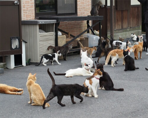 猫のパラダイス 猫寺 御誕生寺 素敵だけどその背景から考えて欲しいこと 猫壱 Necoichi