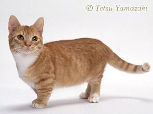 猫の種類は100種以上 今大人気な猫の種類 ベストランキング 猫壱 Necoichi 猫の種類は100種以上 今大人気な猫の種類 ベストランキング 猫壱 Necoichi