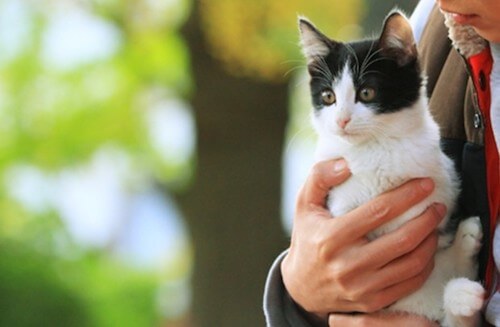 あなたの猫も映画に出演？「猫なんかよんでもこない」の裏イベントが凄い｜猫壱（ねこいち・ネコイチ）