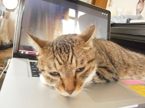 クロネコヤマトの ニャン箱 キャンペーンに応募してみよう 猫壱 Necoichi
