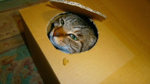 クロネコヤマトの ニャン箱 キャンペーンに応募してみよう 猫壱 Necoichi