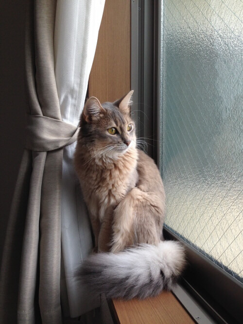 猫を飼うならソマリ 犬のような猫 と言われるソマリを徹底分析 猫壱 Necoichi 猫を飼うならソマリ 犬のような猫 と言われるソマリを徹底分析 猫壱 Necoichi