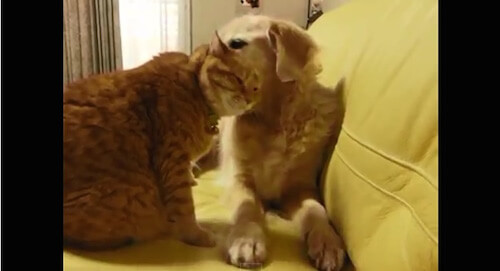 猫の不思議 ひよこ 犬 うさぎ 猫が他の動物と仲良くできるのはなぜ 猫壱 Necoichi 猫の不思議 ひよこ 犬 うさぎ 猫が他の動物と仲良くできるのはなぜ 猫壱 Necoichi