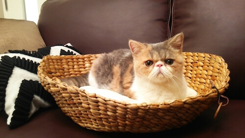 エキゾチック ショートヘア オトナ女子の猫 ちくわ の秘密とは 猫壱 Necoichi