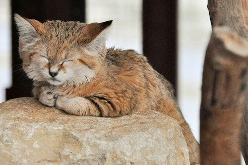 世界一可愛い仔猫は砂猫 納得の可愛さですがオトナになると残念だと話題に 猫壱 Necoichi