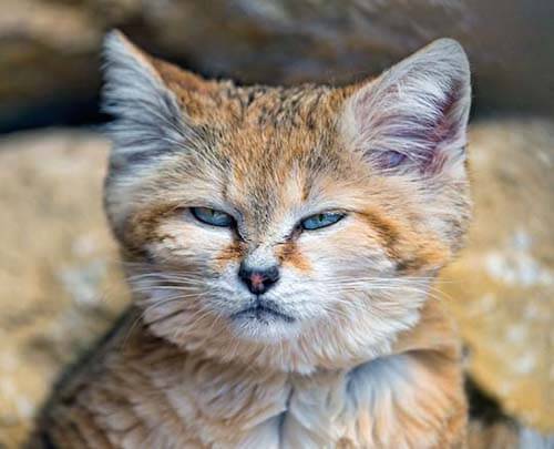 世界一可愛い仔猫は砂猫 納得の可愛さですがオトナになると残念だと話題に 猫壱 Necoichi