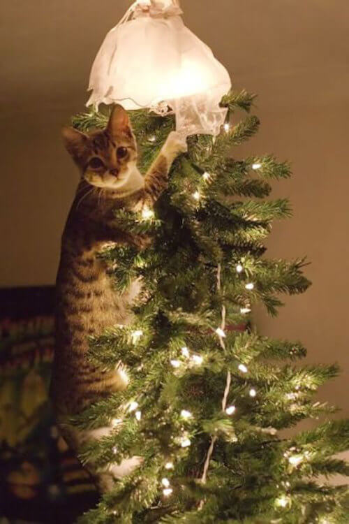 愛猫あるある 7選 クリスマスツリーは飾りません よさようなら 猫壱 Necoichi
