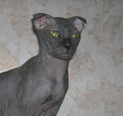 猫の種類】これは珍しい?！なかなか出会えない変わった猫5選  猫壱 