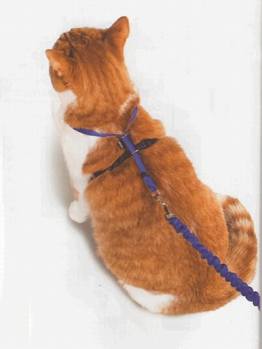 猫だって散歩したい リードをつけて安全に猫を散歩させるコツとは 猫壱 Necoichi 猫だって散歩したい リードをつけて安全に猫を散歩させるコツとは 猫壱 Necoichi