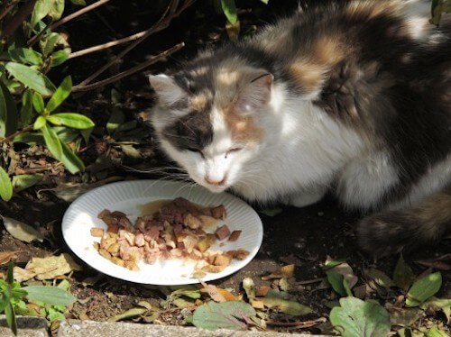 猫はご飯を丸呑みして食べる｜猫壱（ねこいち・ネコイチ）