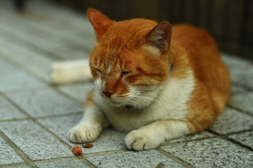 猫は健康でも嘔吐する｜猫壱（ねこいち・ネコイチ）