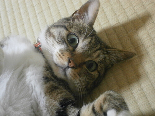 猫神神社 旅行は鹿児島に決まり 日本で唯一の猫神様に会いに行こう 猫壱 Necoichi